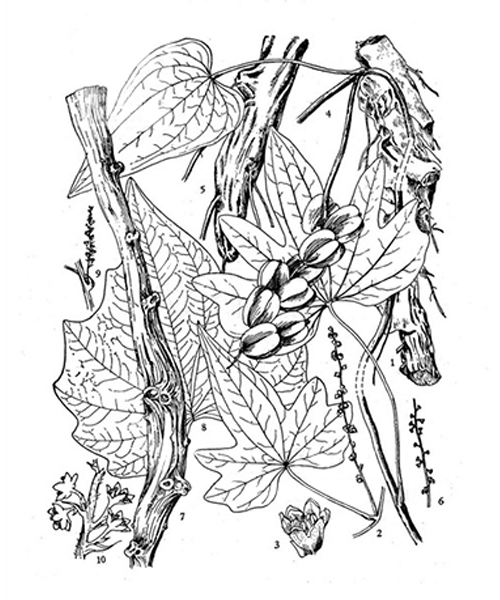 Natural compounds from  Dioscorea nipponica